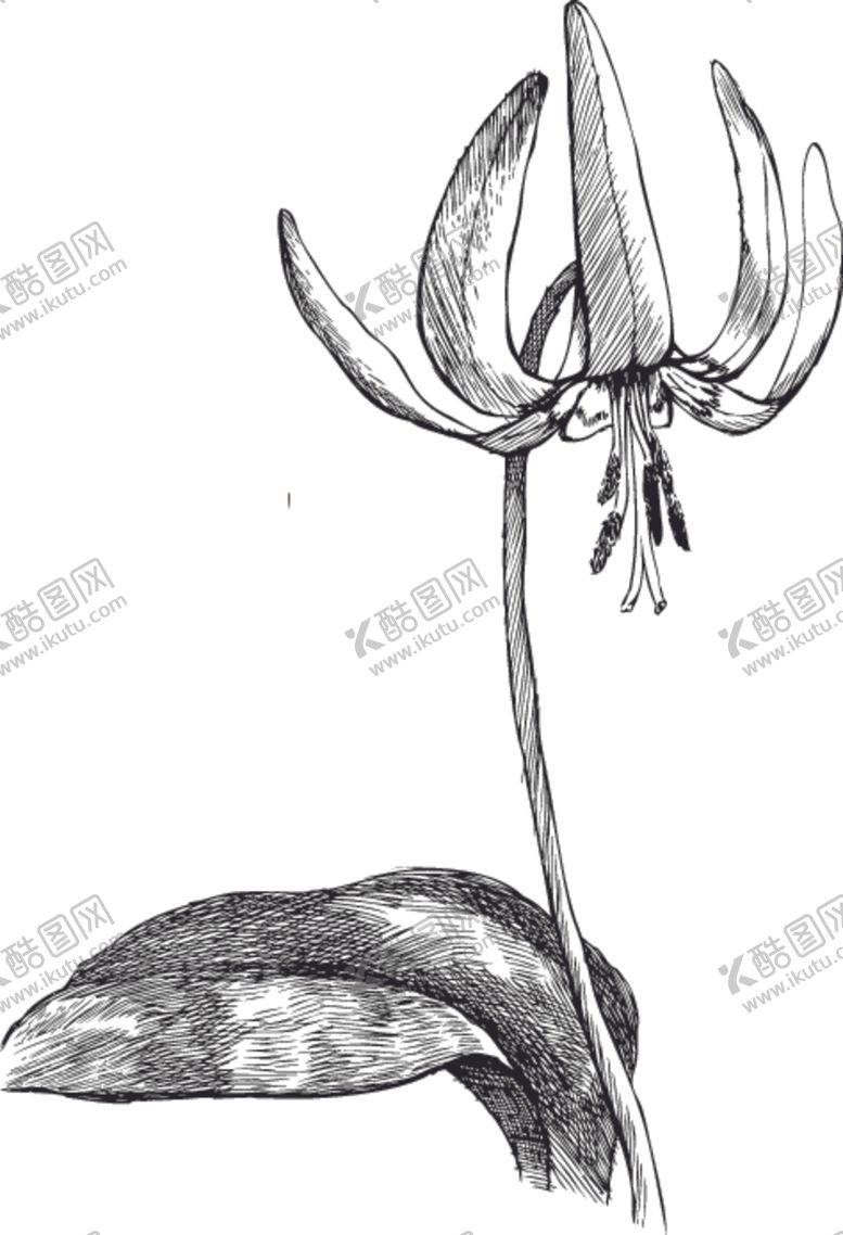 编号：78451510291442099531【酷图网】源文件下载-素描鲜花