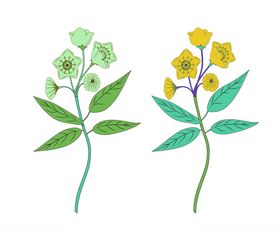 花枝
