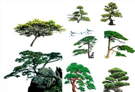 松树