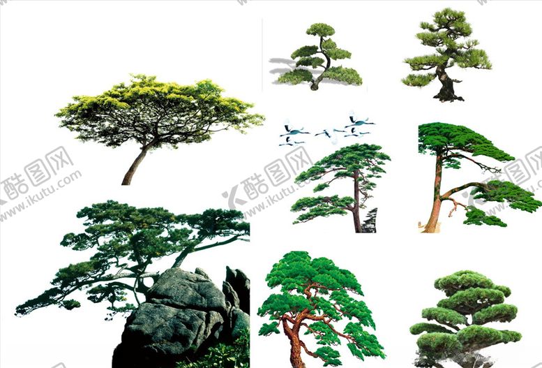 编号：95023509300533223288【酷图网】源文件下载-松树