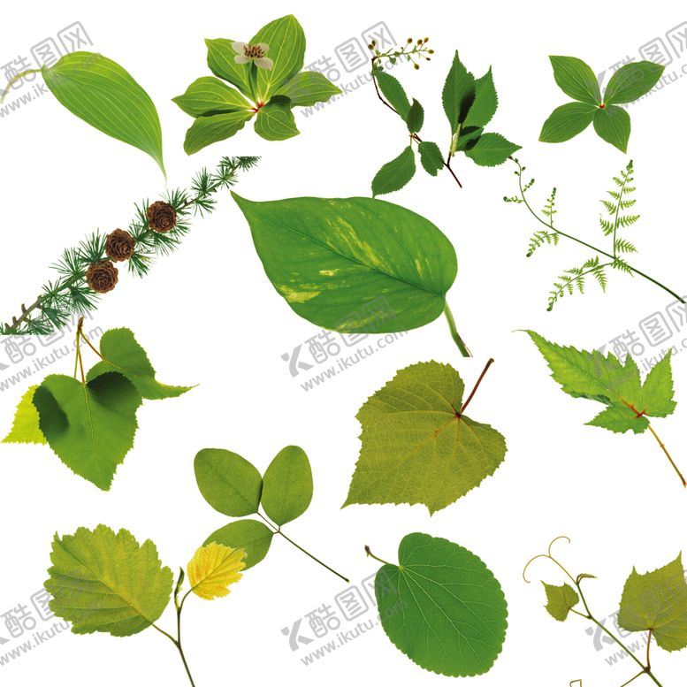 编号：36712510181204295440【酷图网】源文件下载-绿色植物