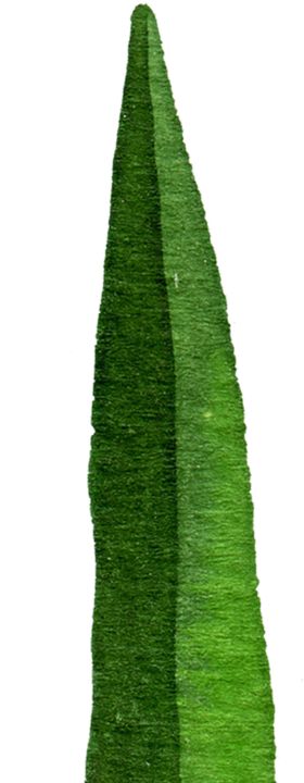 绿色植物