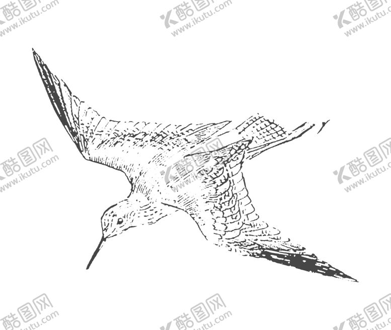 编号：89406709210812422591【酷图网】源文件下载-鸟类鸭子素材绘画