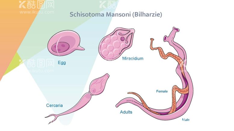 编号：14341611232350522558【酷图网】源文件下载-曼氏血吸虫