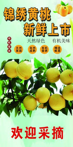 锦绣黄桃