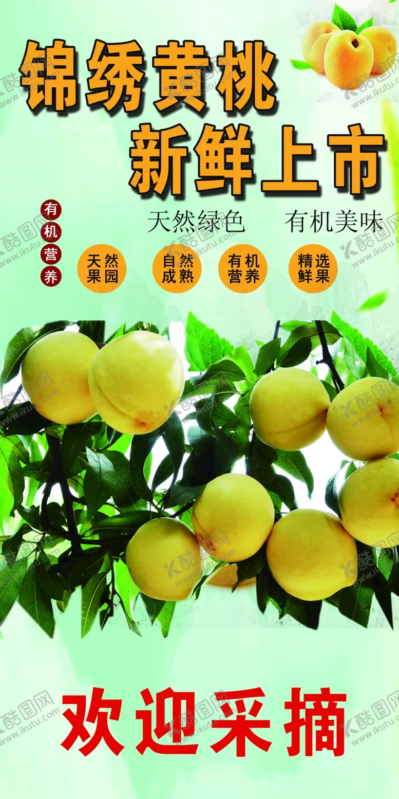 编号：54836906151137229188【酷图网】源文件下载-锦绣黄桃