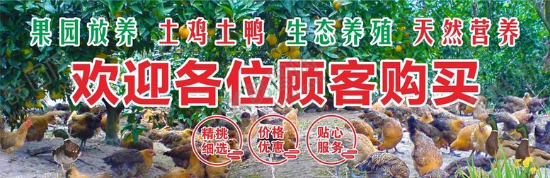 编号：57332011180424275150【酷图网】源文件下载-果园放养 土鸡土鸭