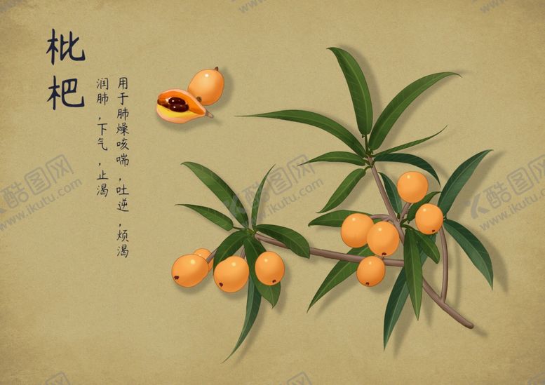 编号：48078902260313077921【酷图网】源文件下载-药材图谱