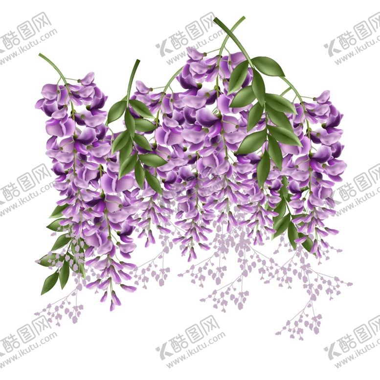 编号：97135409210055558134【酷图网】源文件下载-紫藤花插画