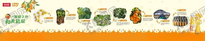 编号：45444509251342518029【酷图网】源文件下载-脐橙生长过程展板