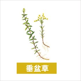 草本植物药材图片