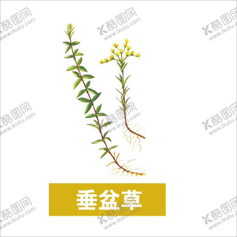 编号：97133903142123329547【酷图网】源文件下载-草本植物药材图片