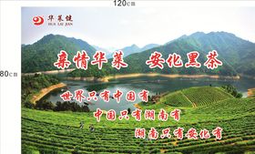 华莱健