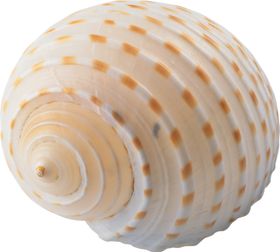 海螺