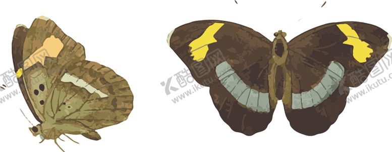 编号：47966009150156486835【酷图网】源文件下载-蝴蝶昆虫插画