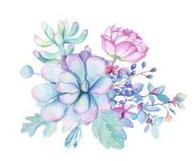 多肉花朵