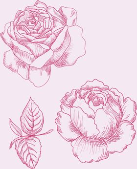 玫瑰花
