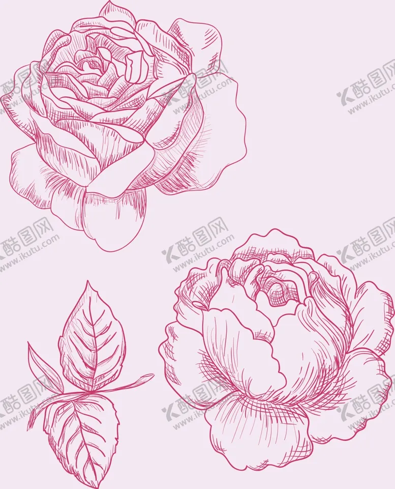 编号：43874904262315004432【酷图网】源文件下载-玫瑰花