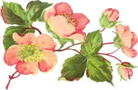 手绘花卉艺插朵语树枝园艺