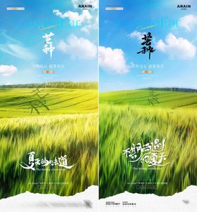 芒种小麦麦田风景海报