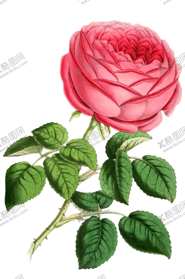 编号：69455110270510139778【酷图网】源文件下载-复古鲜花植物装饰图案