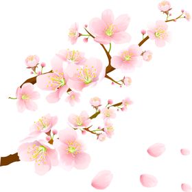 梅花素材