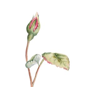 荷花素材夏天背景插画夏至背景叶插画