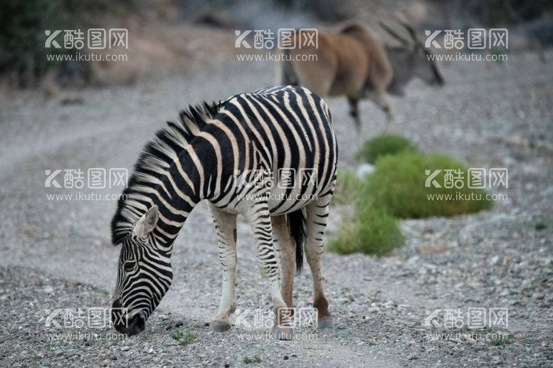 编号：36084512180528113673【酷图网】源文件下载-斑马