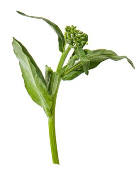 蔬菜芥兰农作物菜