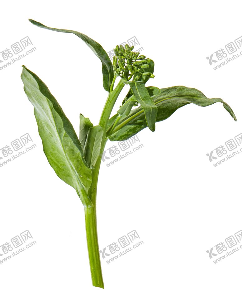 编号：28164709151950007385【酷图网】源文件下载-蔬菜芥兰农作物菜