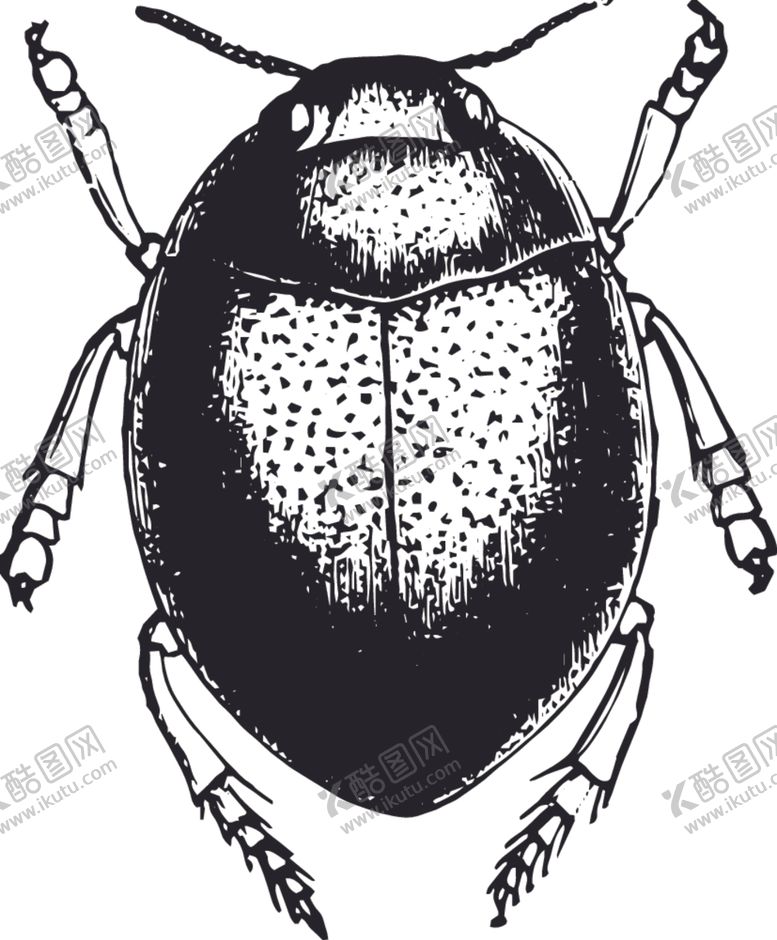 编号：64622609180237579894【酷图网】源文件下载-自然昆虫标本插画