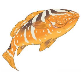 海大鱼料