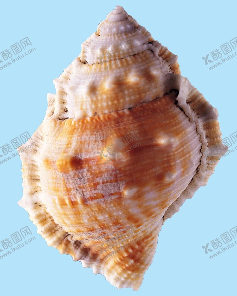编号：31597106250555456723【酷图网】源文件下载-贝壳