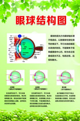 眼球结构图