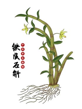 铁皮石斛手绘植物中医中药高清图