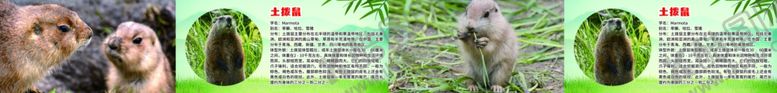 编号：65612706291524129746【酷图网】源文件下载-土拨鼠海狸鼠介绍