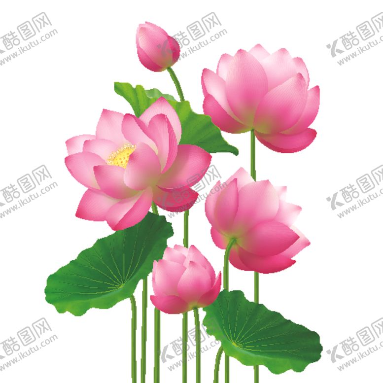 编号：40687205072209276258【酷图网】源文件下载-荷花