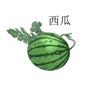 手绘西瓜插画