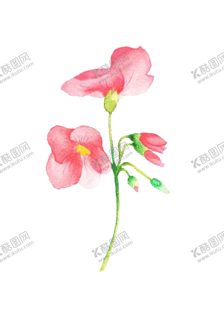 编号：65098101202009197779【酷图网】源文件下载-水彩酢酱花