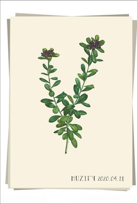 瑞香花植物图鉴