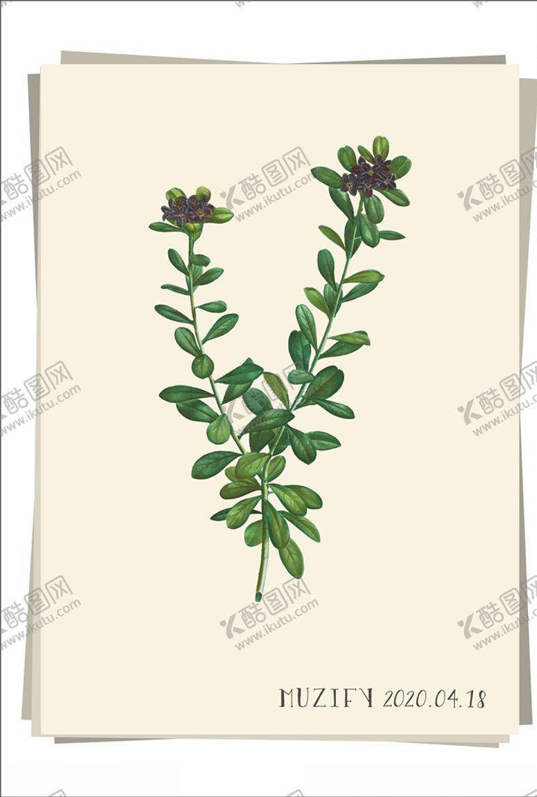 编号：17373310230057226994【酷图网】源文件下载-瑞香花植物图鉴