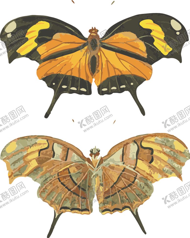 编号：59778910111055154873【酷图网】源文件下载-自然昆虫标本插画