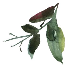 花卉树叶