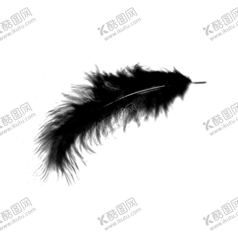 编号：82067204191335192827【酷图网】源文件下载-羽毛