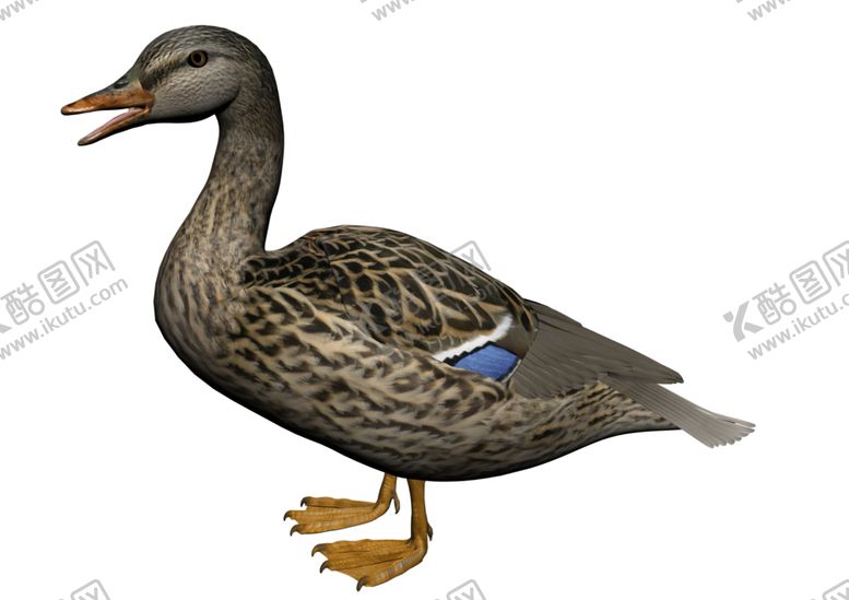 编号：26585109201710302451【酷图网】源文件下载-鸭子