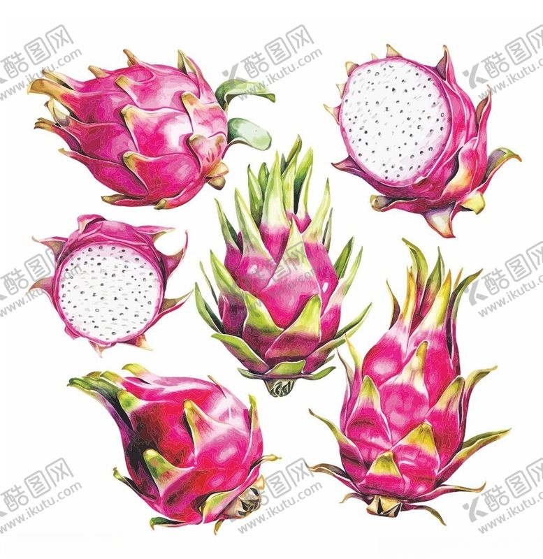 编号：41715502181104289680【酷图网】源文件下载-矢量火龙果