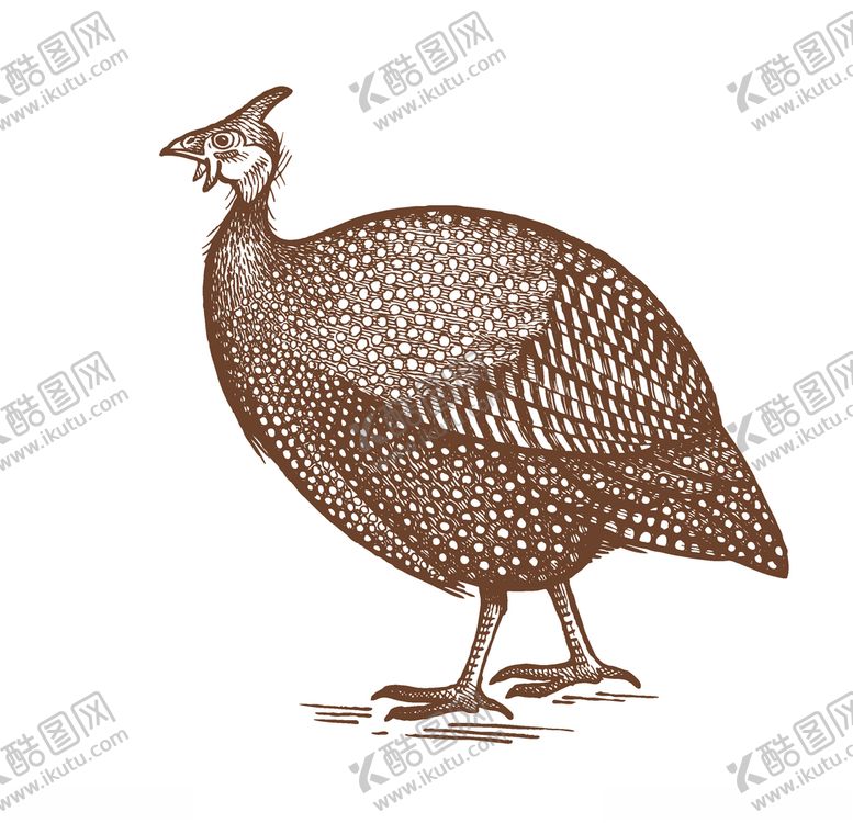 编号：69849409161140563557【酷图网】源文件下载-野鸡
