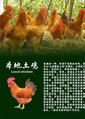 土鸡专卖
