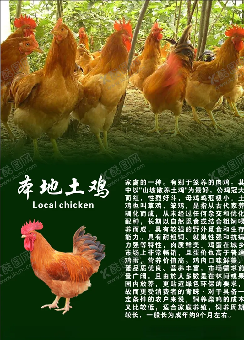 编号：72313609111036006261【酷图网】源文件下载-土鸡专卖