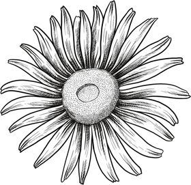 花朵素描图片